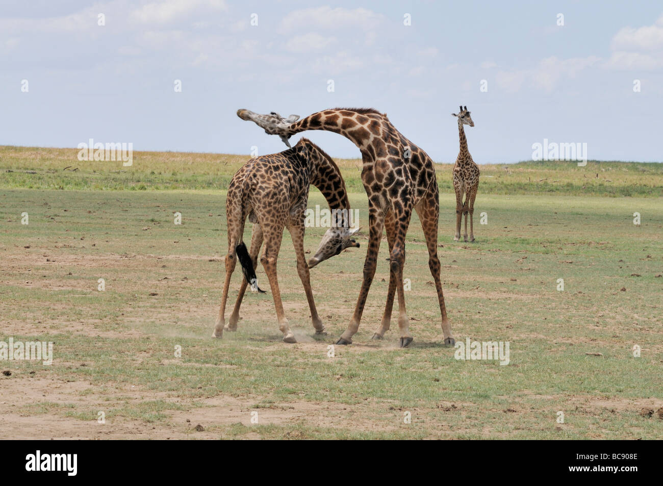 Stock Foto von zwei Masai Giraffe sparring, Lake Manyara National Park, Tansania, 2009. Stockfoto