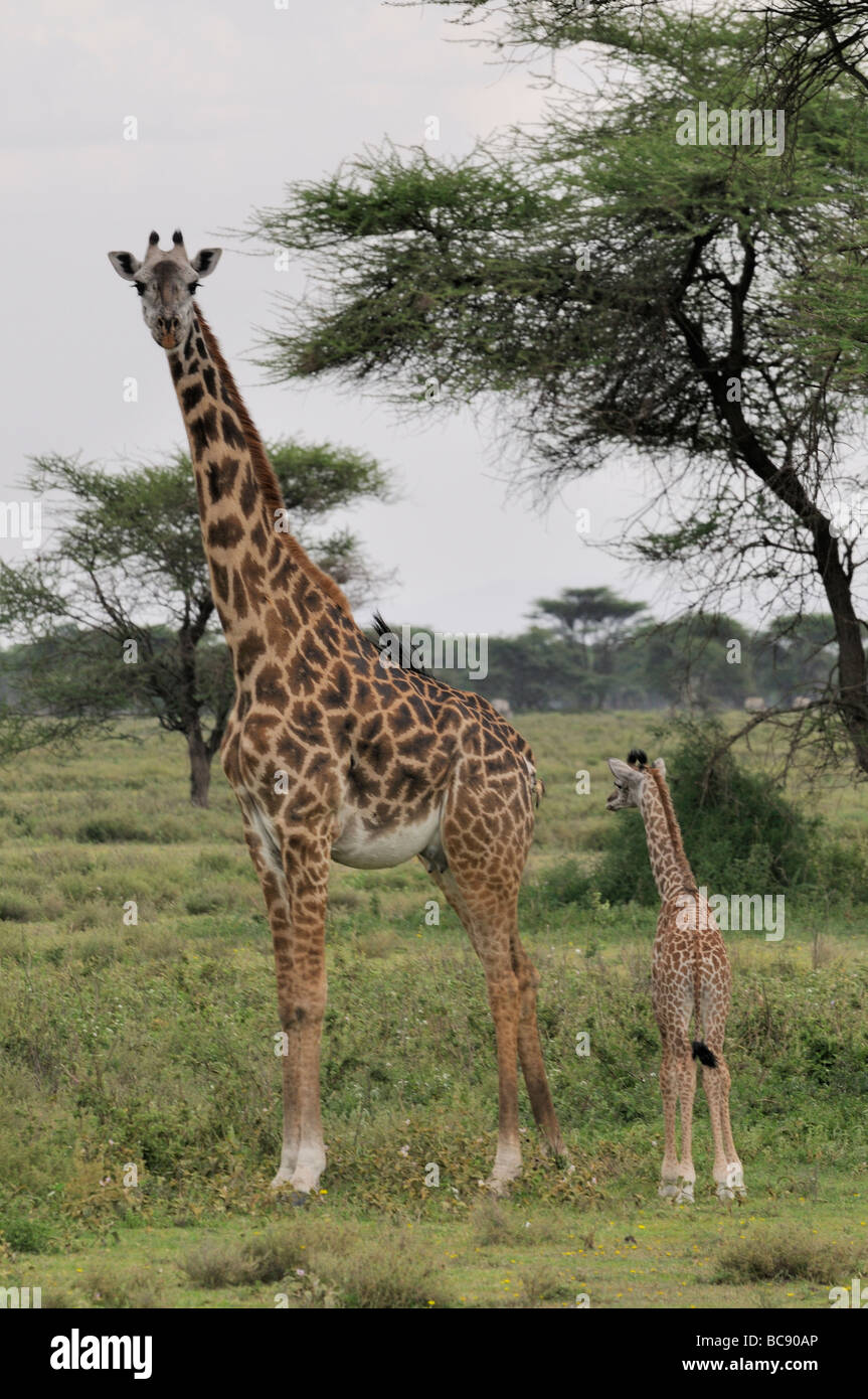 Stock Foto von einer Giraffe Kuh und Kalb stehen zusammen in den Wald Ndutu, Tansania, 2009. Stockfoto