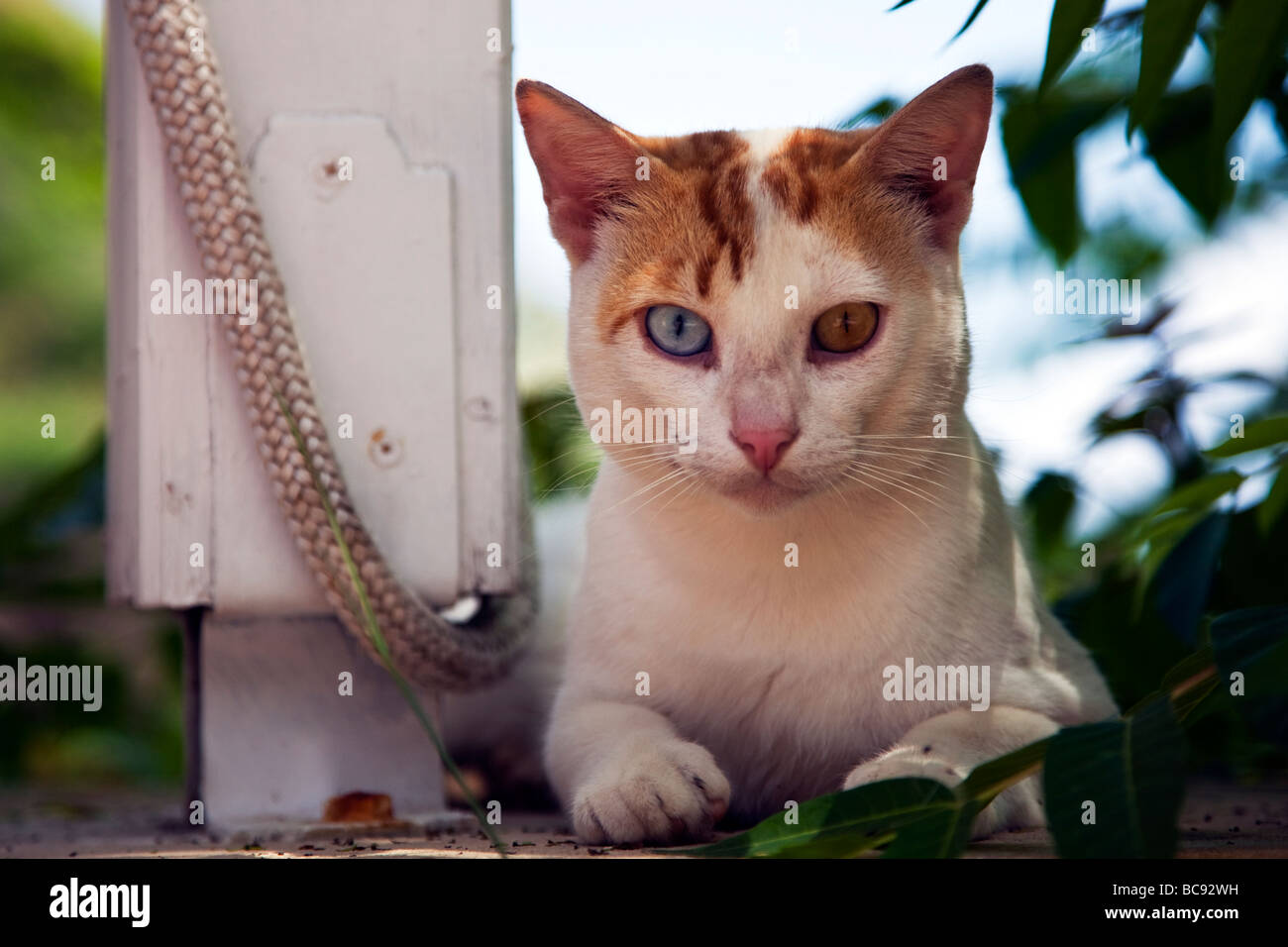 Griechischen Katze mit seltsam farbigen Augen Stockfoto