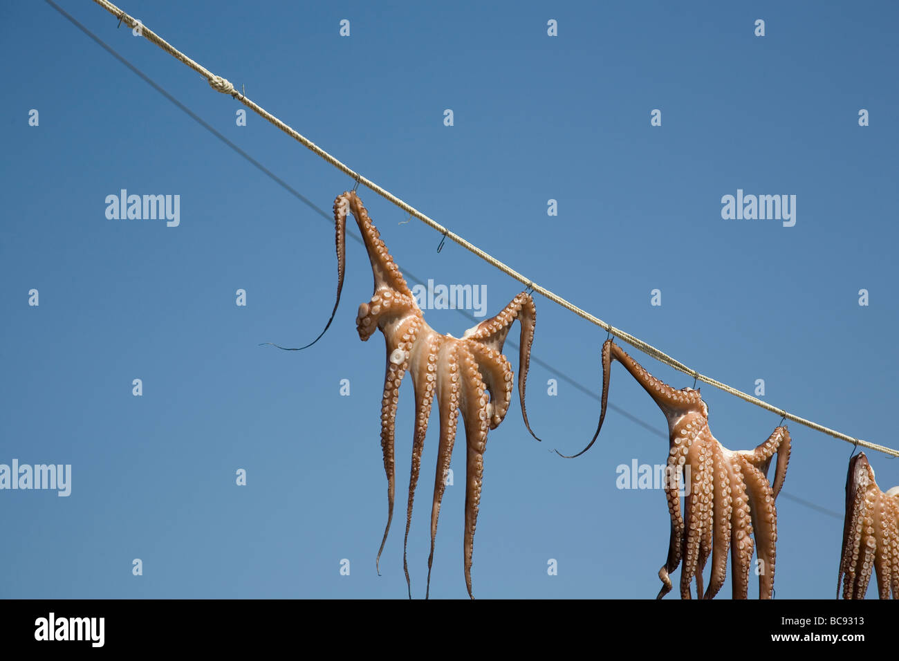 Trocknung von Octopus in Griechenland Stockfoto