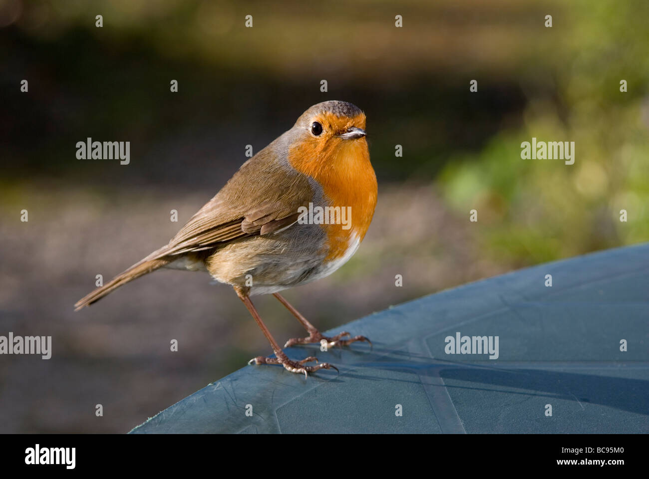 Robin richtige Profil Blick in die Kamera Stockfoto