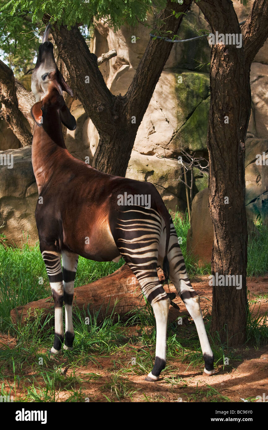 Okapi Herbivorious Säugetier mit ungewöhnliche Markierungen der Flaggschiff-Arten der Ituri Rainforest demokratische Republik Kongo Stockfoto