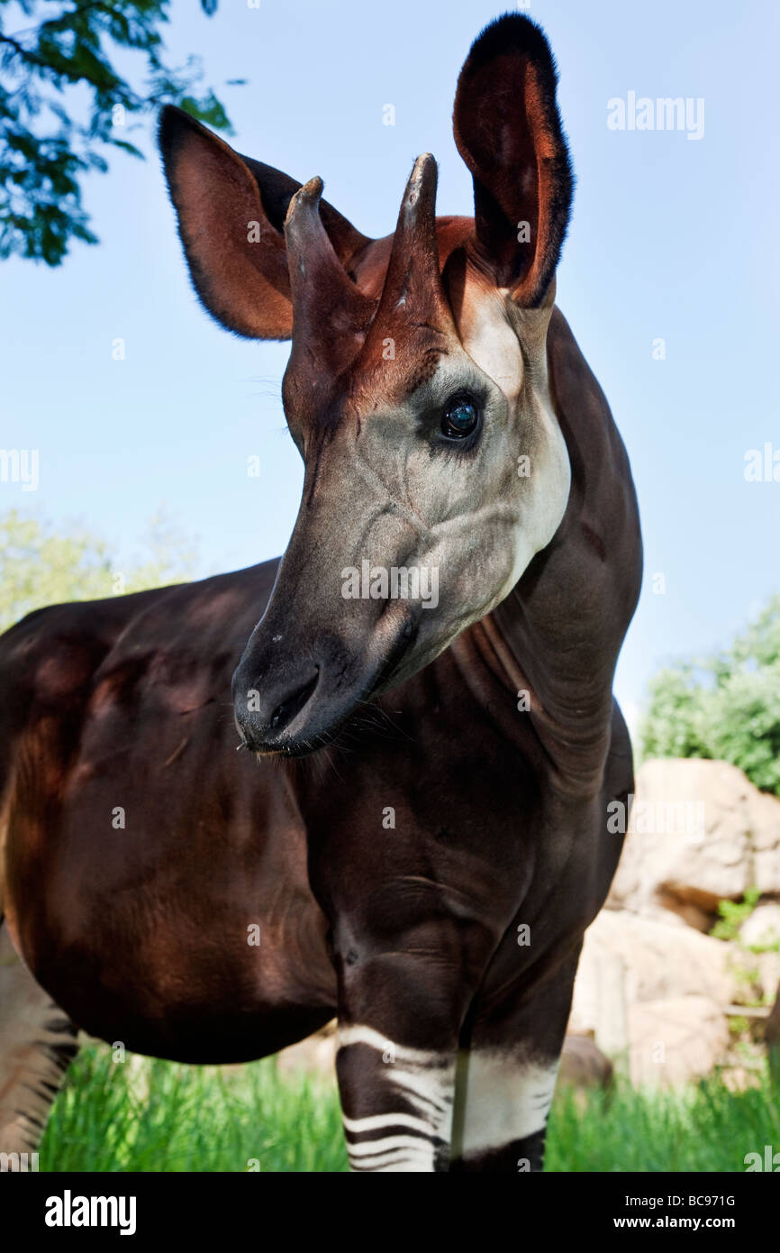 Okapi Herbivorious Säugetier mit ungewöhnliche Markierungen der Flaggschiff-Arten der Ituri Rainforest demokratische Republik Kongo Stockfoto