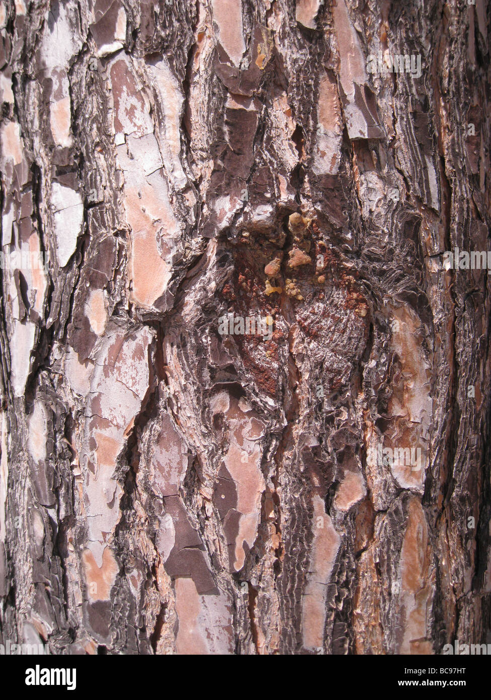 SCOTS Kiefer Rinde - Pinus sylvestris Stockfoto