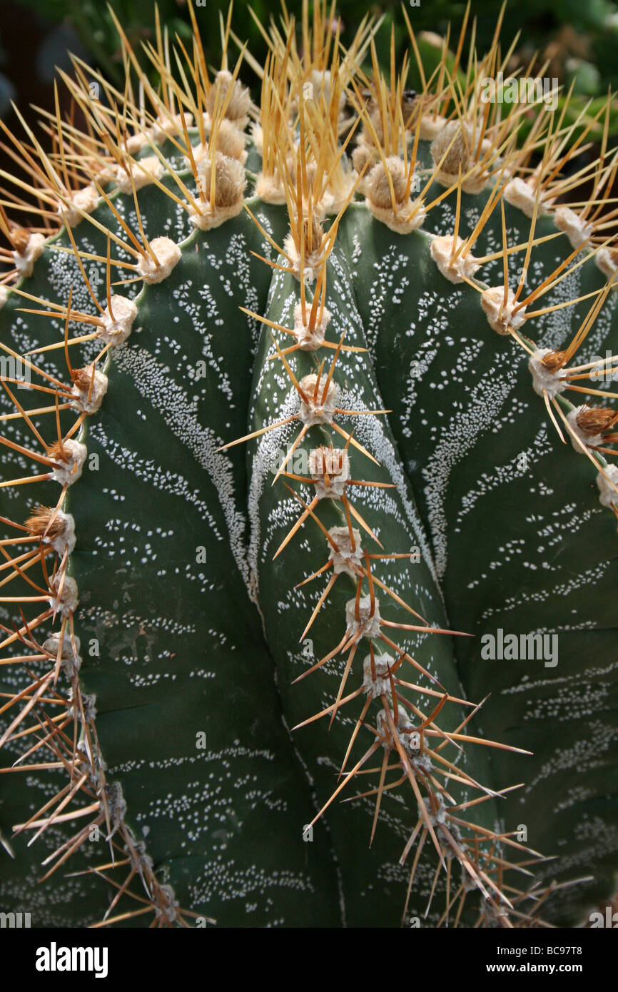 Nahaufnahme von Kaktus-Stacheln am Chester Zoo, England, UK Stockfoto