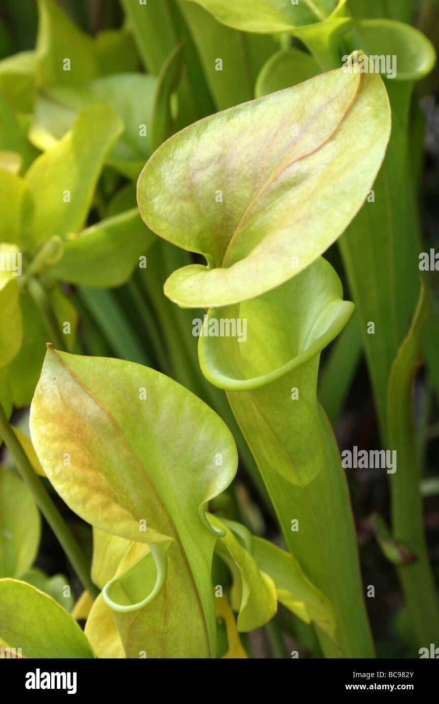 Schlauchpflanze Sarracenia Arten an Chester Zoo, England, UK Stockfoto