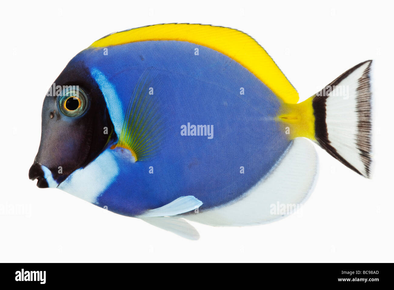 Powder Blue Tang Powder Blue Chirurg Fisch fressende tropischen marine Rifffische Dist tropischen Indo-pazifischen-Studio gedreht Stockfoto