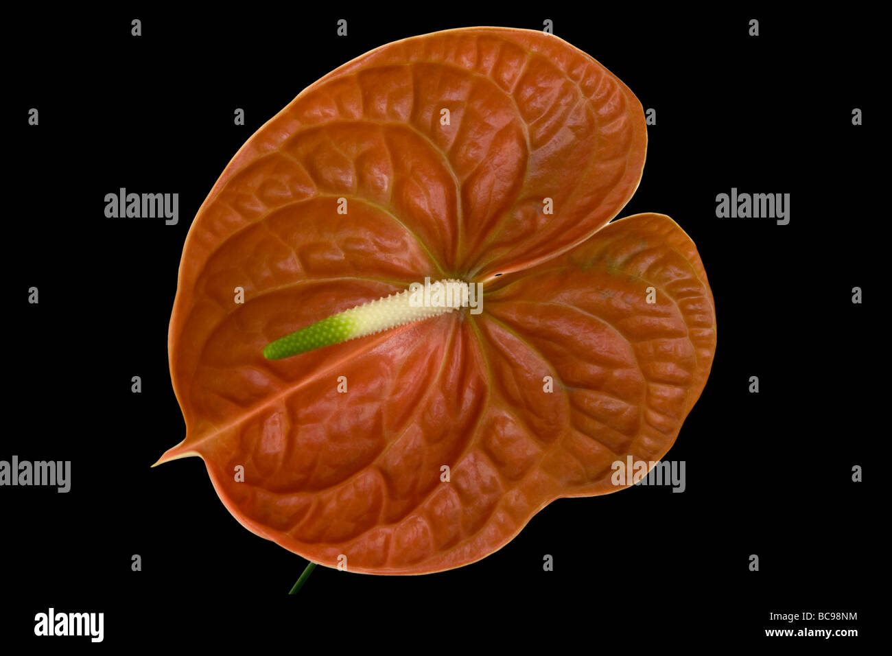 Anthurium Blumen Stockfoto