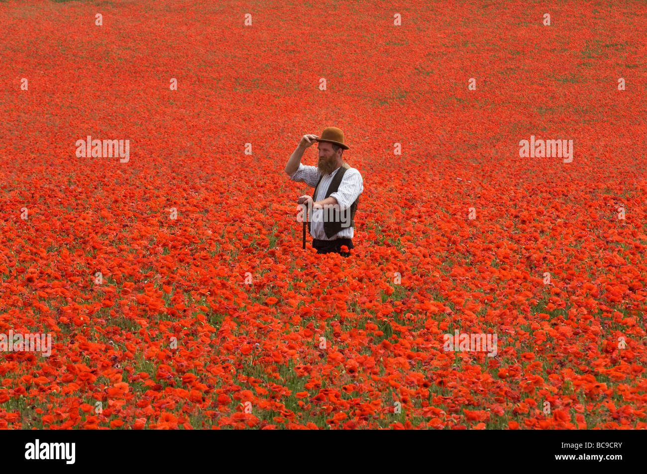 Ein Landwirt in einem Feld von Mohnblumen auf den South Downs in Sussex, England. Die Blüten sind eine Flamme von Scarlet an einem heißen Junitag. Stockfoto