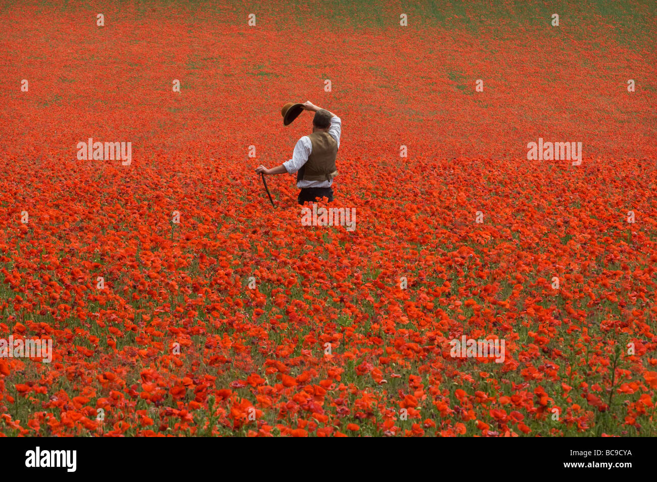 Ein Landwirt in einem Feld von Mohnblumen auf den South Downs in Sussex, England. Die Blüten sind eine Flamme von Scarlet an einem heißen Junitag. Stockfoto