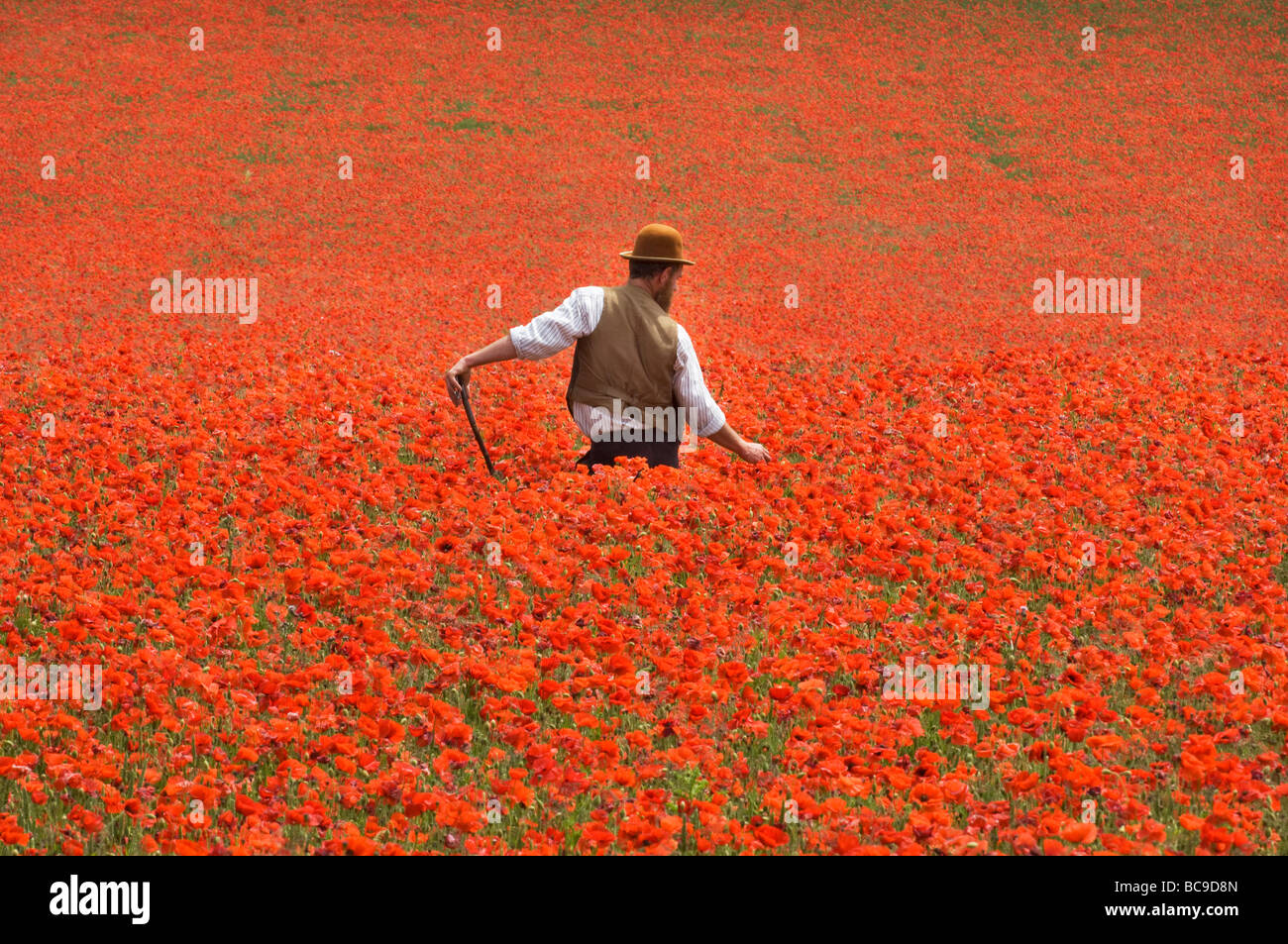 Ein Landwirt in einem Feld von Mohnblumen auf den South Downs in Sussex, England. Die Blüten sind eine Flamme von Scarlet an einem heißen Junitag. Stockfoto