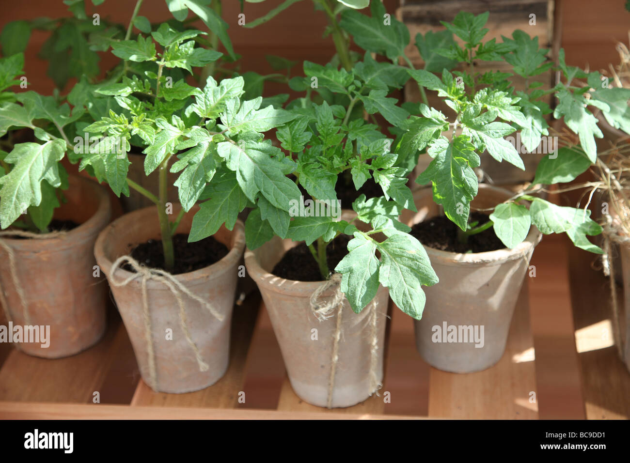 Tomaten in Töpfe gepflanzt Stockfoto