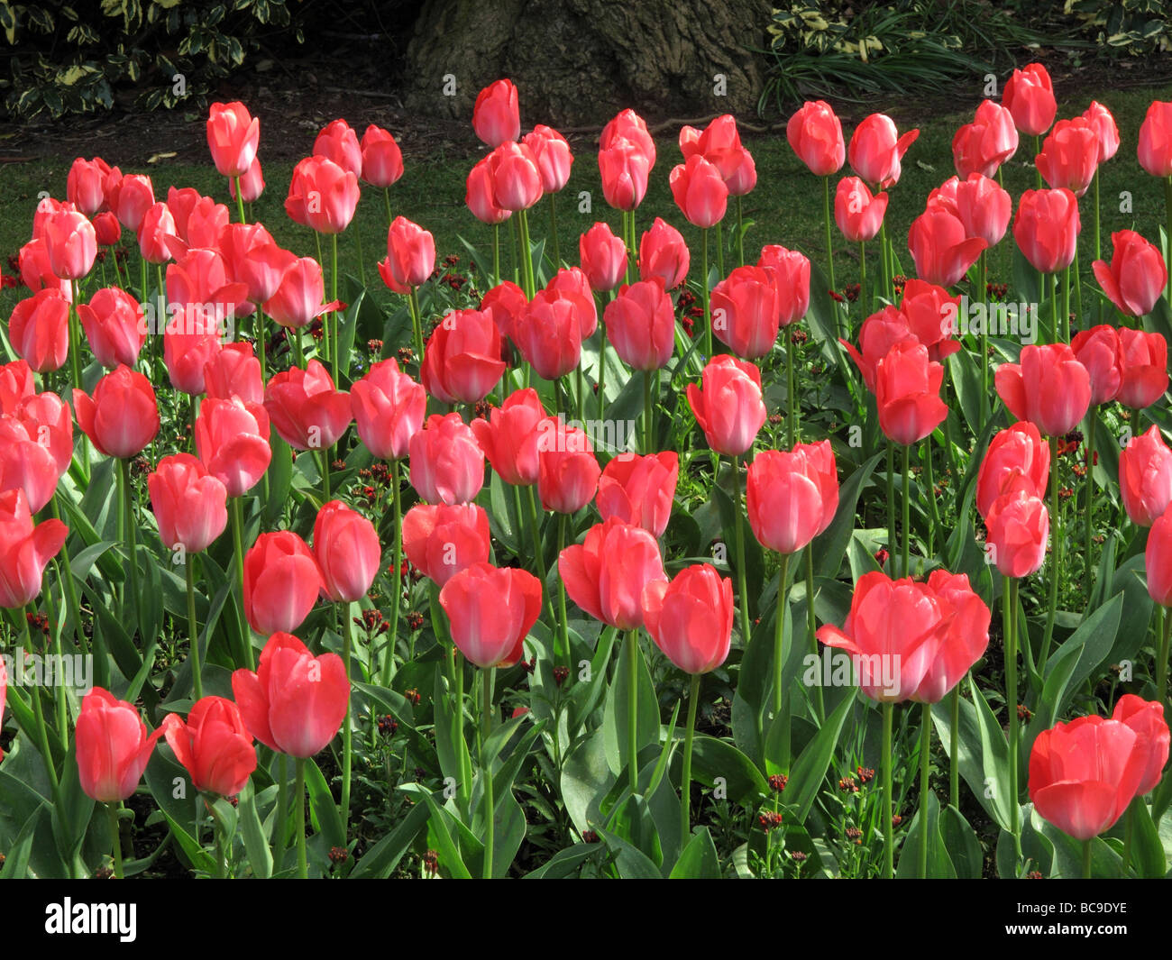Rote Tulpen Stockfoto