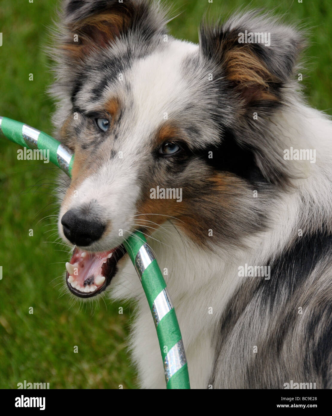 Sheltie Welpen mit Hoola Hula-Hoop zu spielen. Stockfoto