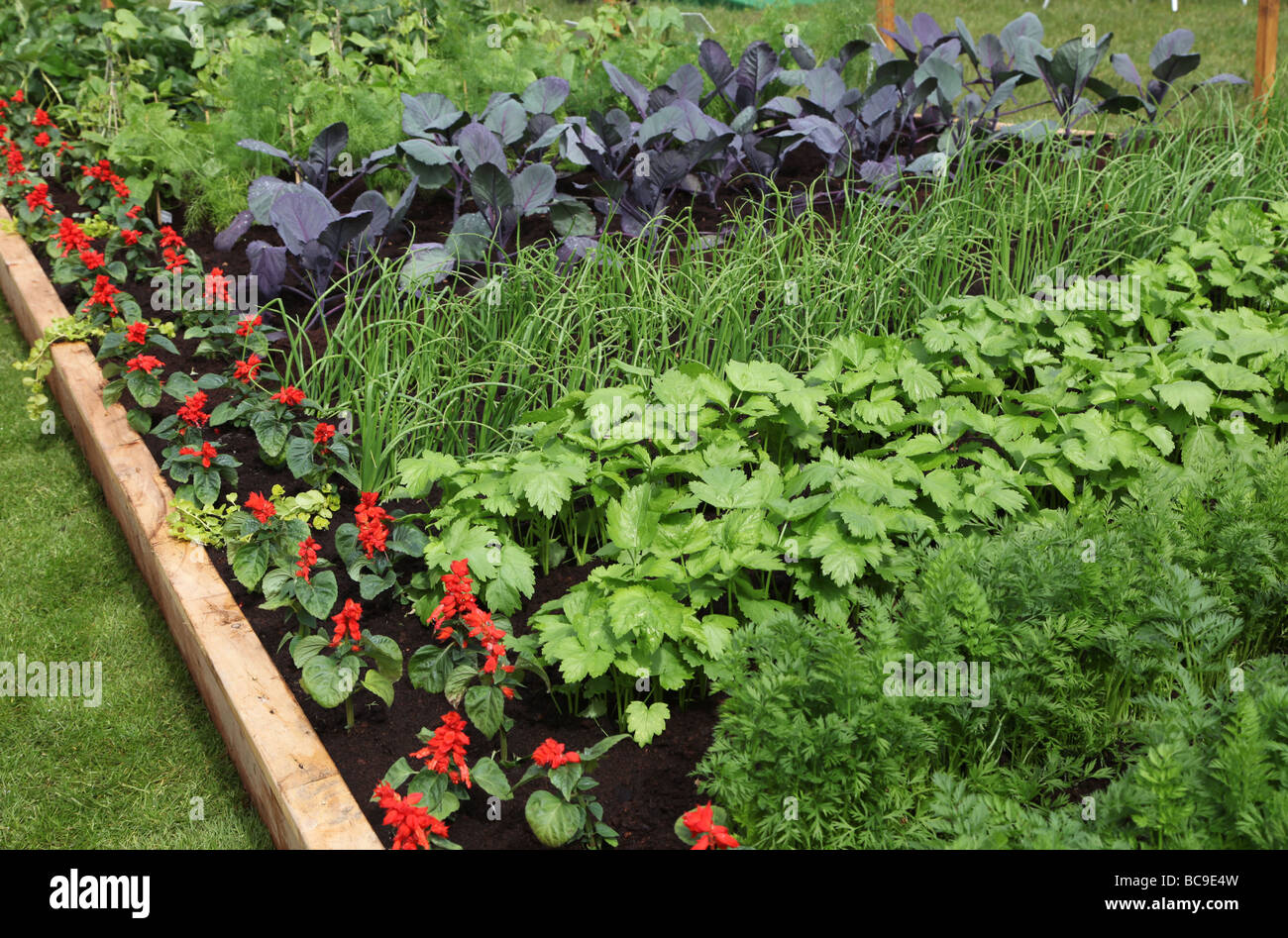 Vegetable companion planting Fotos und Bildmaterial in hoher