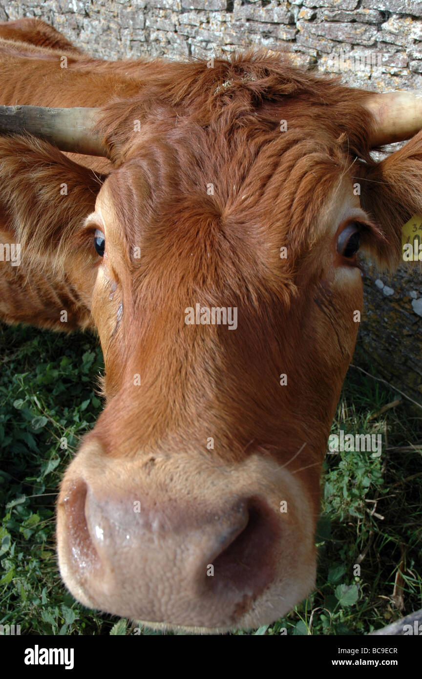 Eine neugierige Kuh blickt direkt in das Objektiv der Kamera Stockfoto