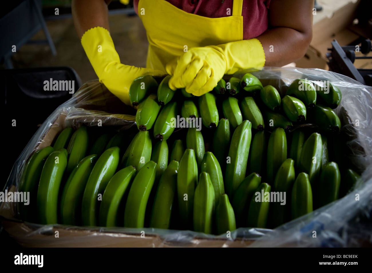 Fairtrade-Bananen Bauer, Dominikanische Republik Stockfoto