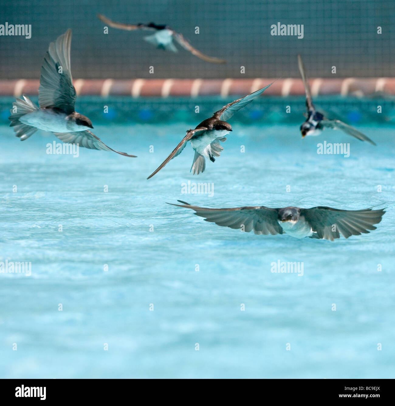 Migration, schluckt Getränk aus einem Swimming Pool. Stockfoto