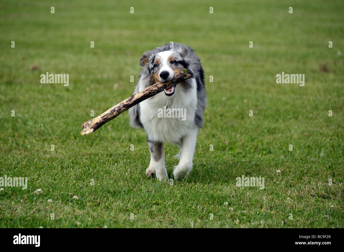 Sheltie Welpen mit Stick spielen. Stockfoto