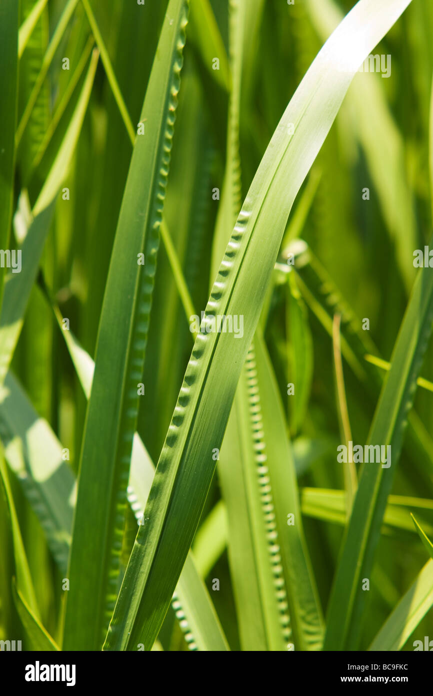 Grasgrün Stockfoto