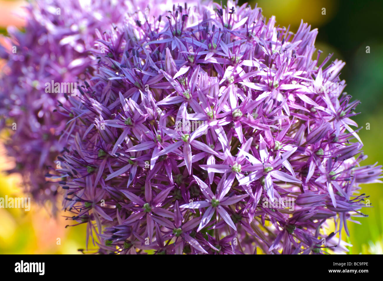 Eine Nahaufnahme des Kopfes von der Allium Blüte. Stockfoto