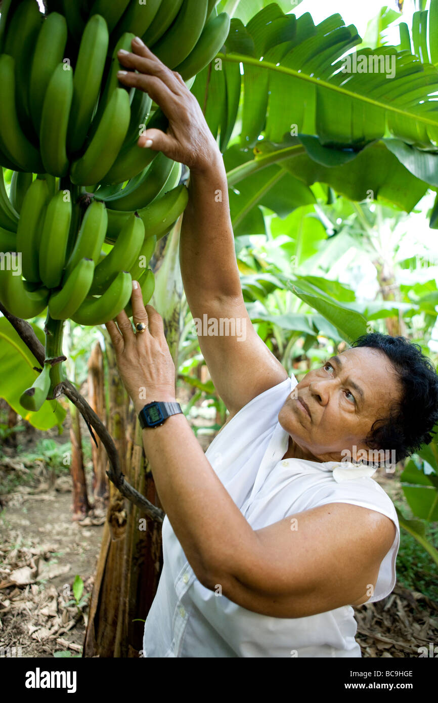 Fair Trade Bananen Bauer, Dominikanische Republik, in der Nähe der Grenze zu Haiti. Stockfoto