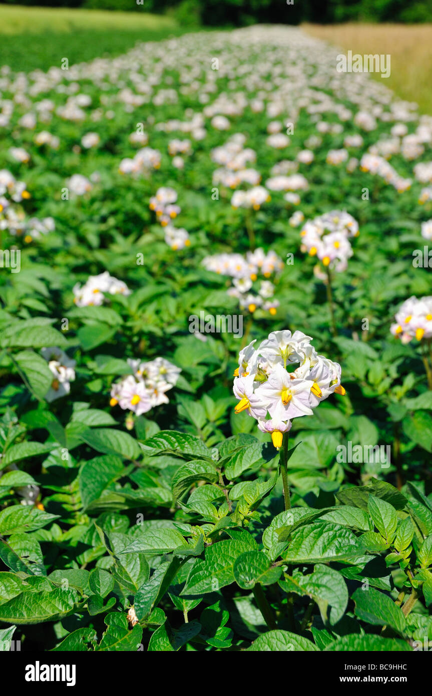 Blühende Feld der Kartoffel (Solanum Tuberosum) Stockfoto