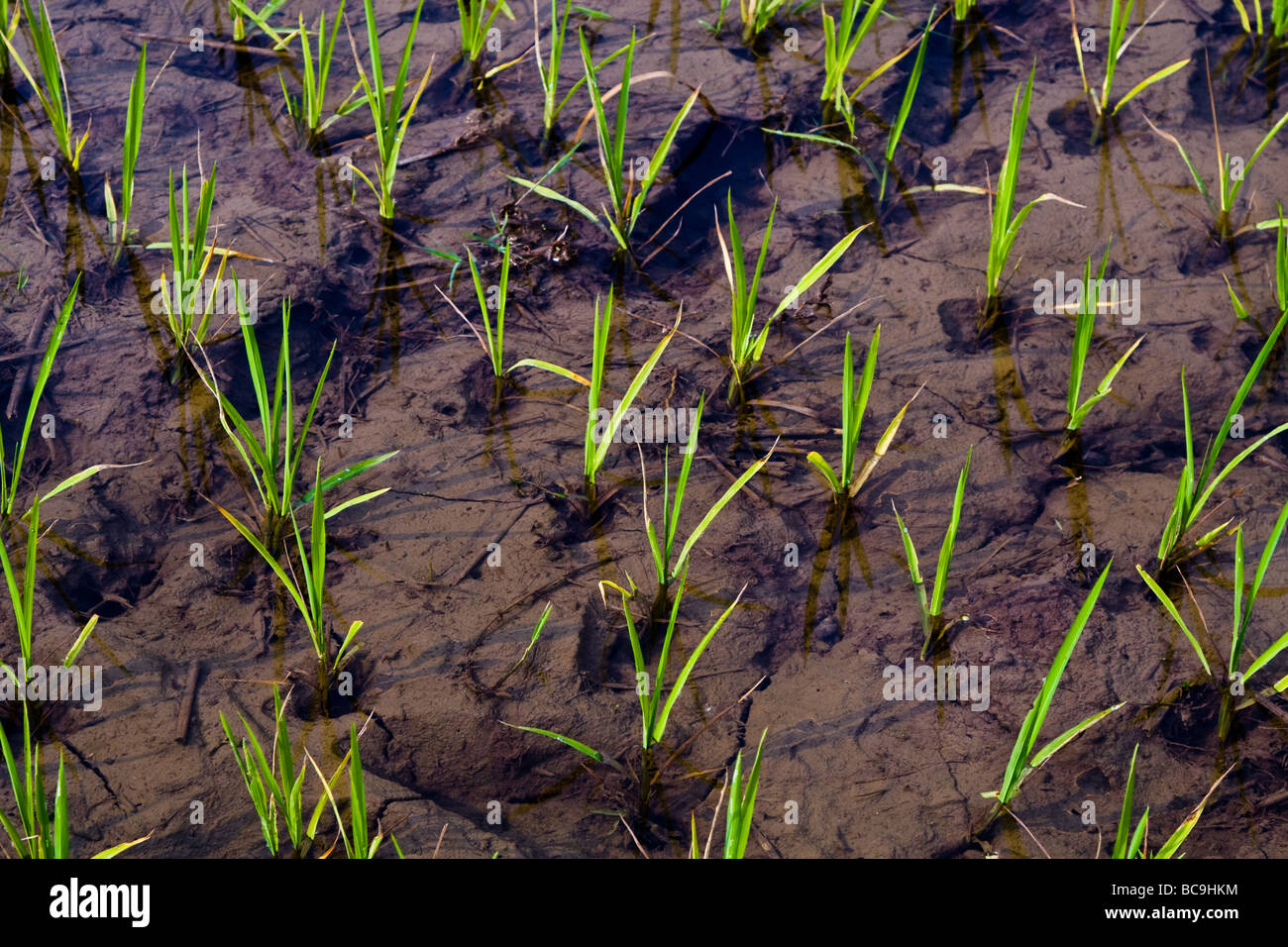 Nahaufnahme der junge Reispflanzen in einem Feld Stockfoto