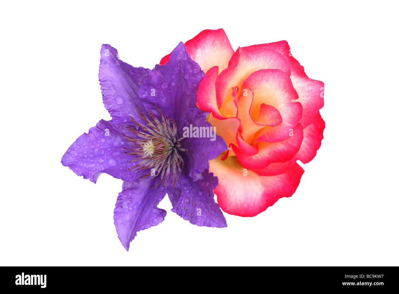 Rote Rosen und blaue Clematis auf weißem Hintergrund Stockfoto