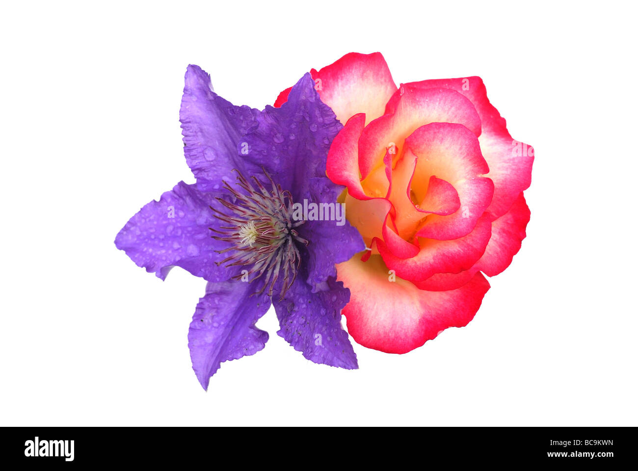 Rote Rosen und blaue Clematis auf weißem Hintergrund Stockfoto