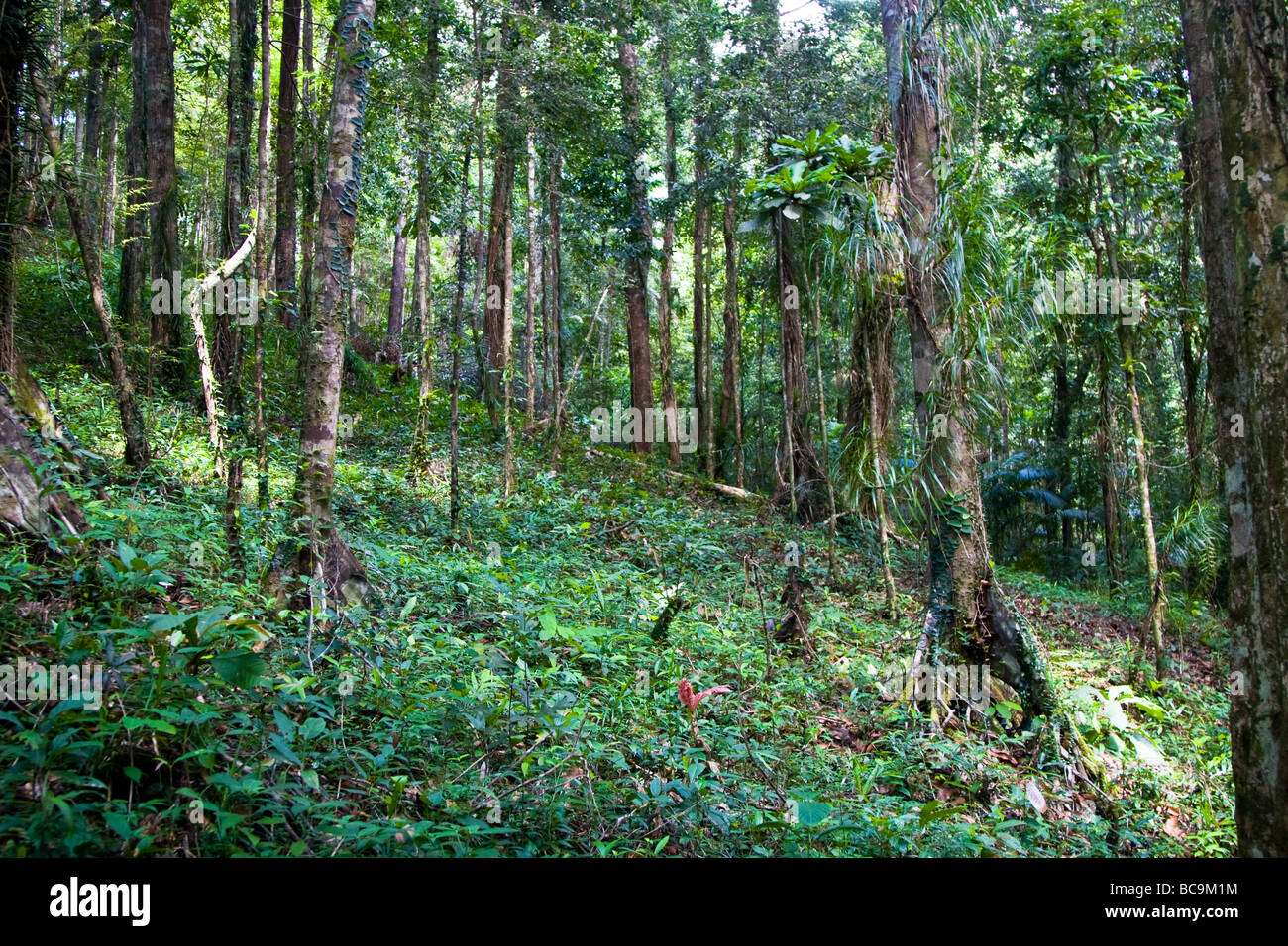 Regen Sie in der Tiefe üppige grüne tropische Wald von Koh Chang, Thailand Stockfoto