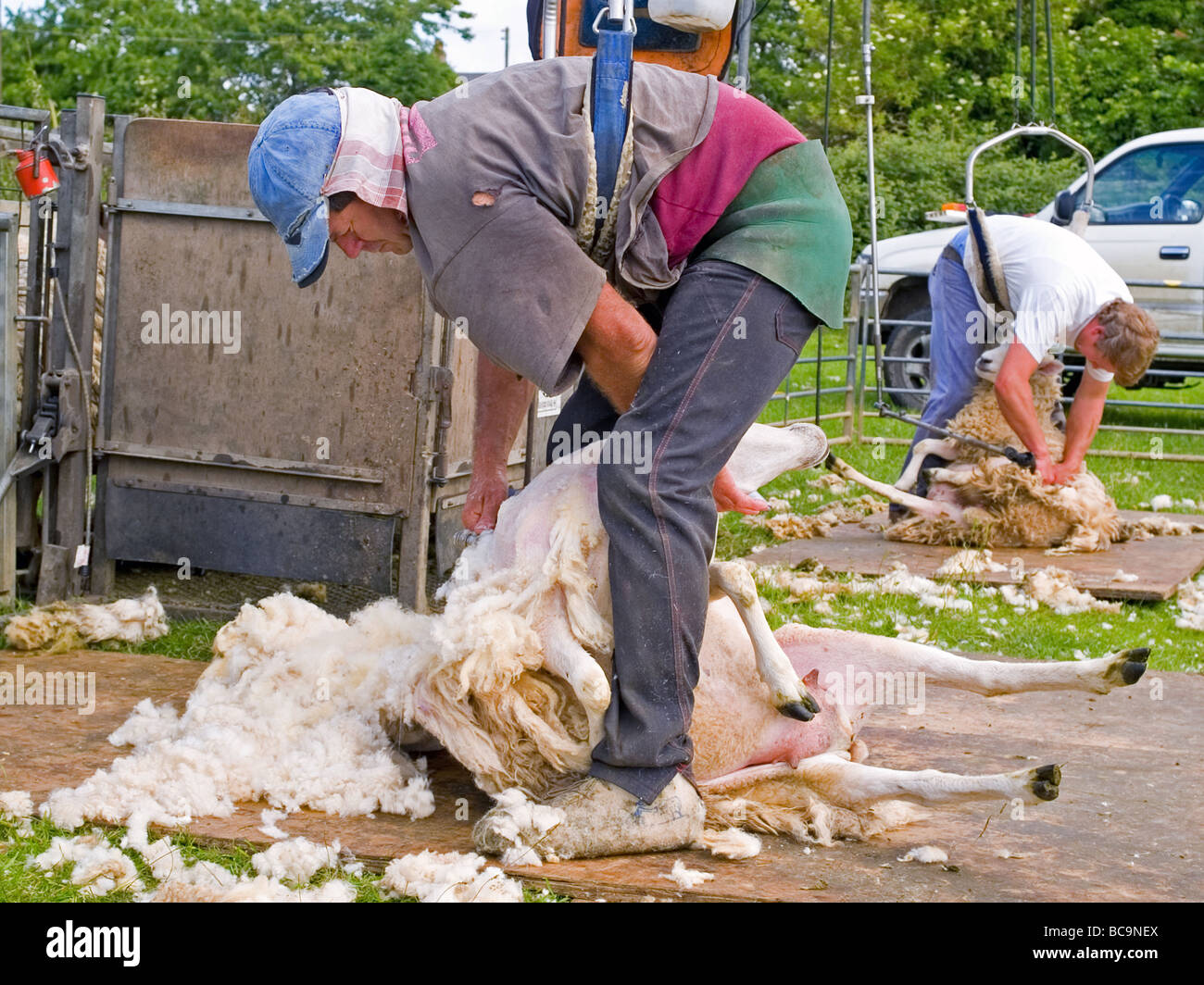 Schafe scheren Wiltshire England uk Stockfoto