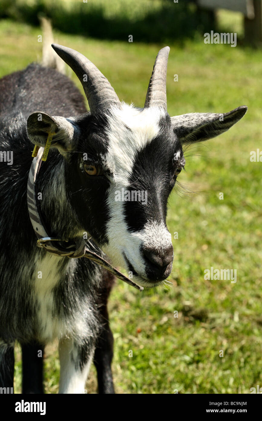 Ziege Miniatur Familie Horntiere Stockfoto