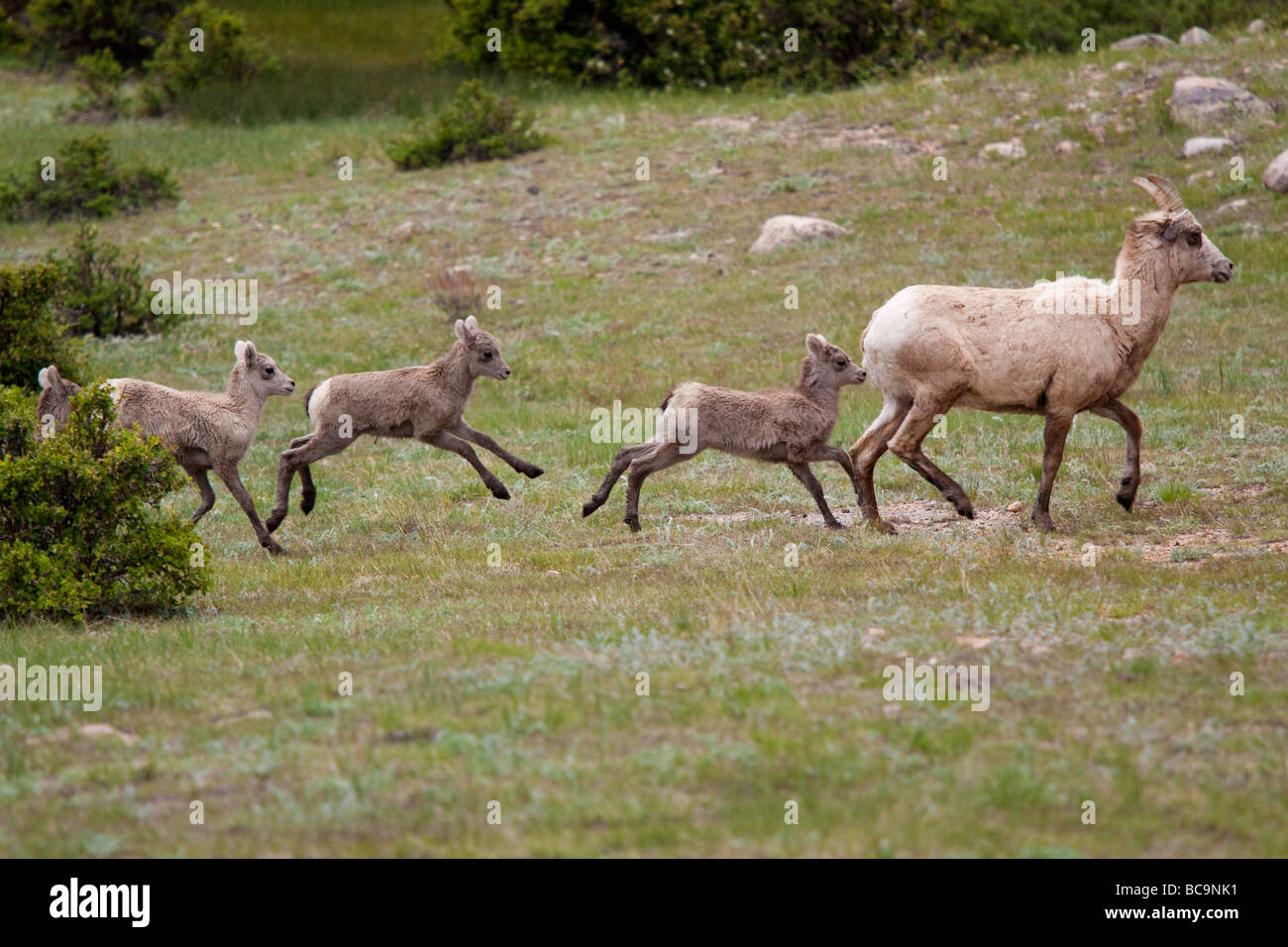 Young Big Horn Schafe laufen. Stockfoto