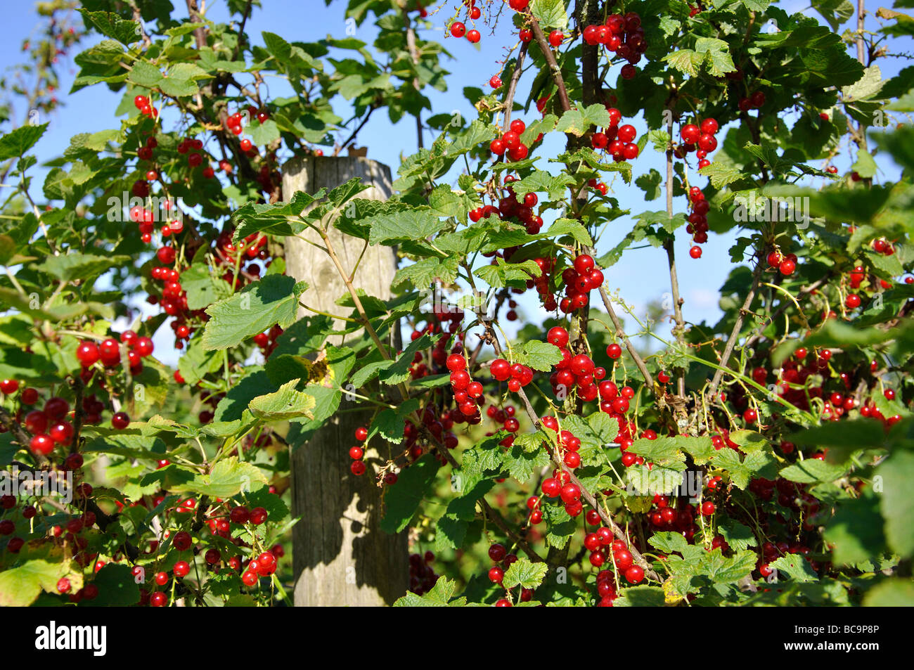 Rote Johannisbeeren am Weinstock, Secretts Hofladen, Guildford, Surrey, England, Vereinigtes Königreich Stockfoto