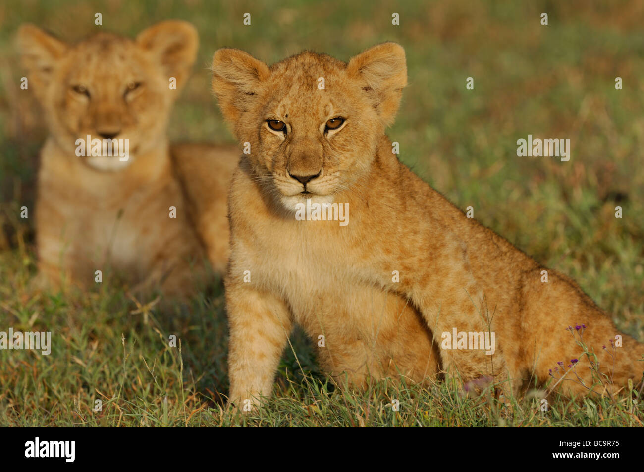 Stock Foto von zwei Löwenbabys zusammensitzen bei Sonnenaufgang, Serengeti Nationalpark, Tansania. Stockfoto