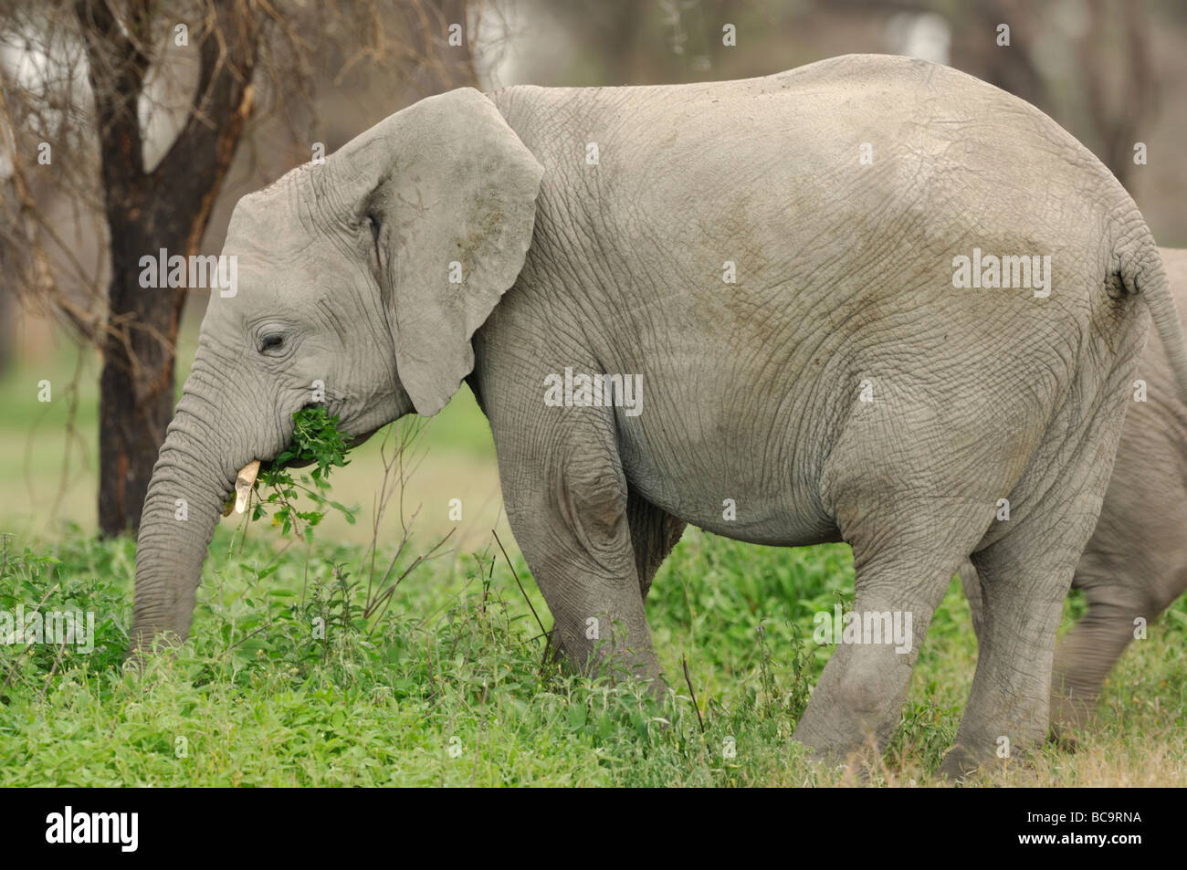 Stock Foto von einer Elefant Kalb Stand von seiner Mutter, Ndutu, Tansania, 2009. Stockfoto