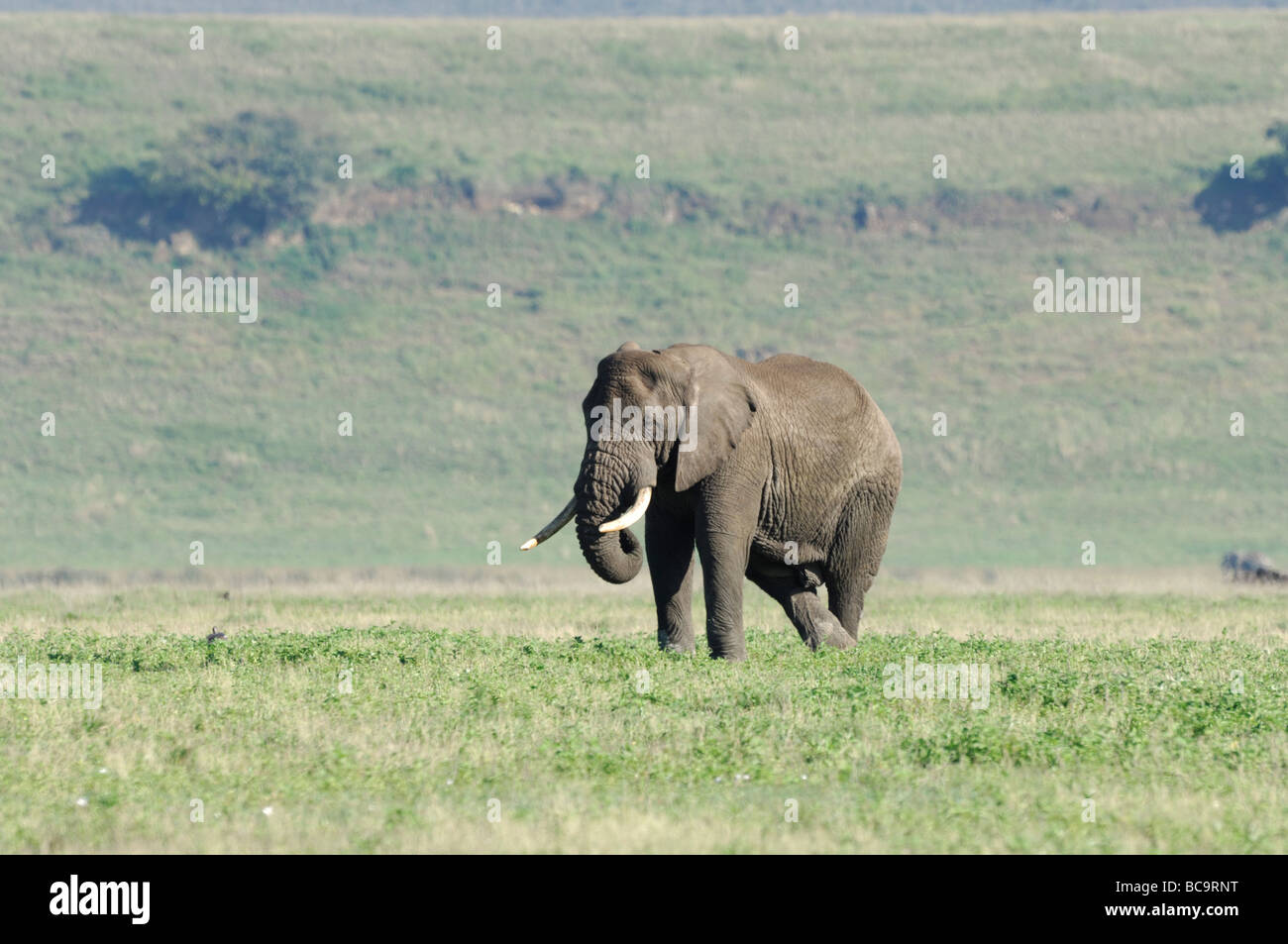 Stock Foto von einem einsamer Elefantenbulle auf dem Boden des Ngorongoro Crater, Tansania, Februar 2009. Stockfoto