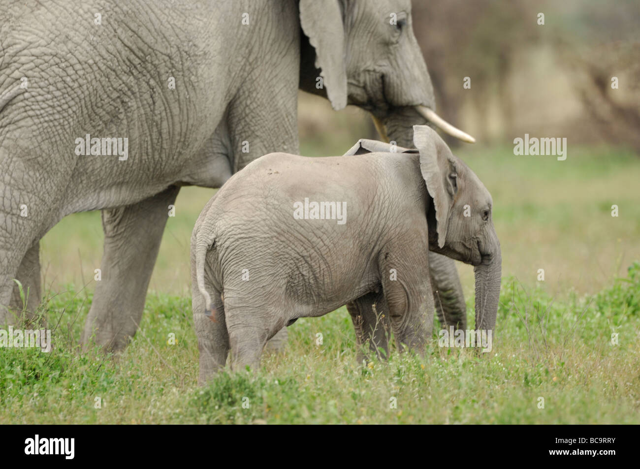Stock Foto von einer Elefant Kalb Stand von seiner Mutter, Ndutu, Tansania, 2009. Stockfoto