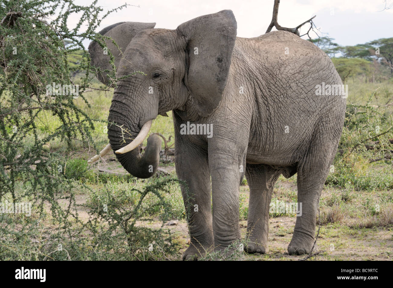 Stock Foto von einem Elefanten auf Nahrungssuche, Ngorongoro Crater, Tansania, Februar 2009. Stockfoto
