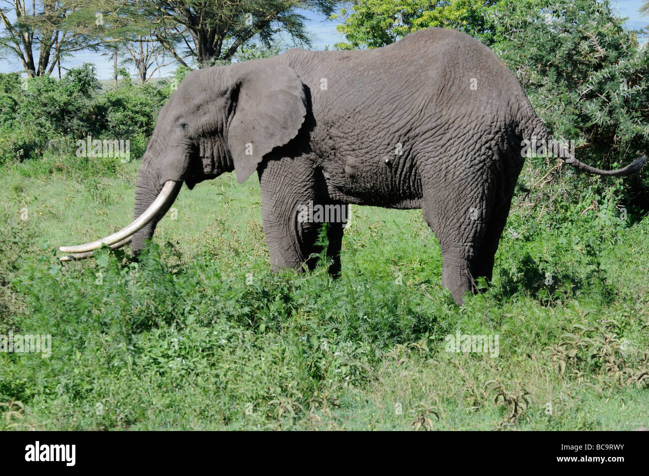 Stock Foto von einem Elefanten auf Nahrungssuche, Ngorongoro Crater, Tansania, Februar 2009. Stockfoto