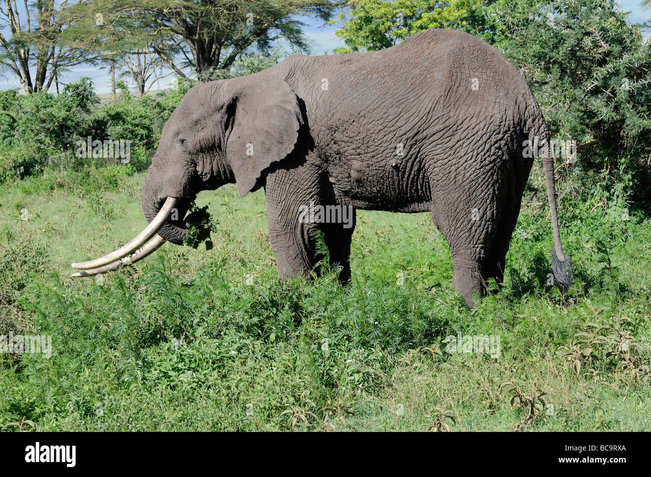 Stock Foto von einem Elefanten auf Nahrungssuche, Ngorongoro Crater, Tansania, Februar 2009. Stockfoto