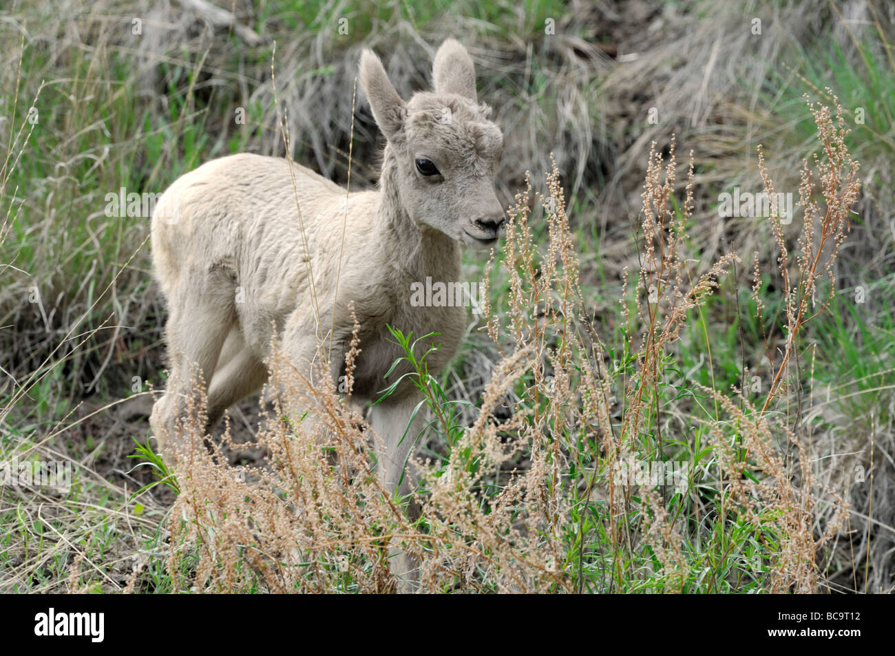 Stock Foto Nahaufnahme Bild des Bighorn Schafe Lamm, Yellowstone-Nationalpark, Juni 2009. Stockfoto