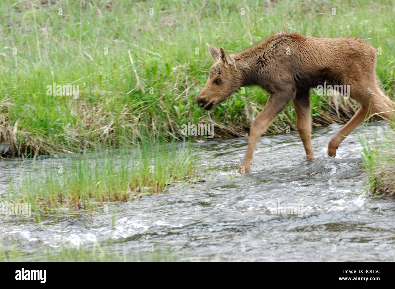 Stock Foto von einem Elch Kalb zu Fuß durch einen Bach, Yellowstone-Nationalpark, 2009. Stockfoto