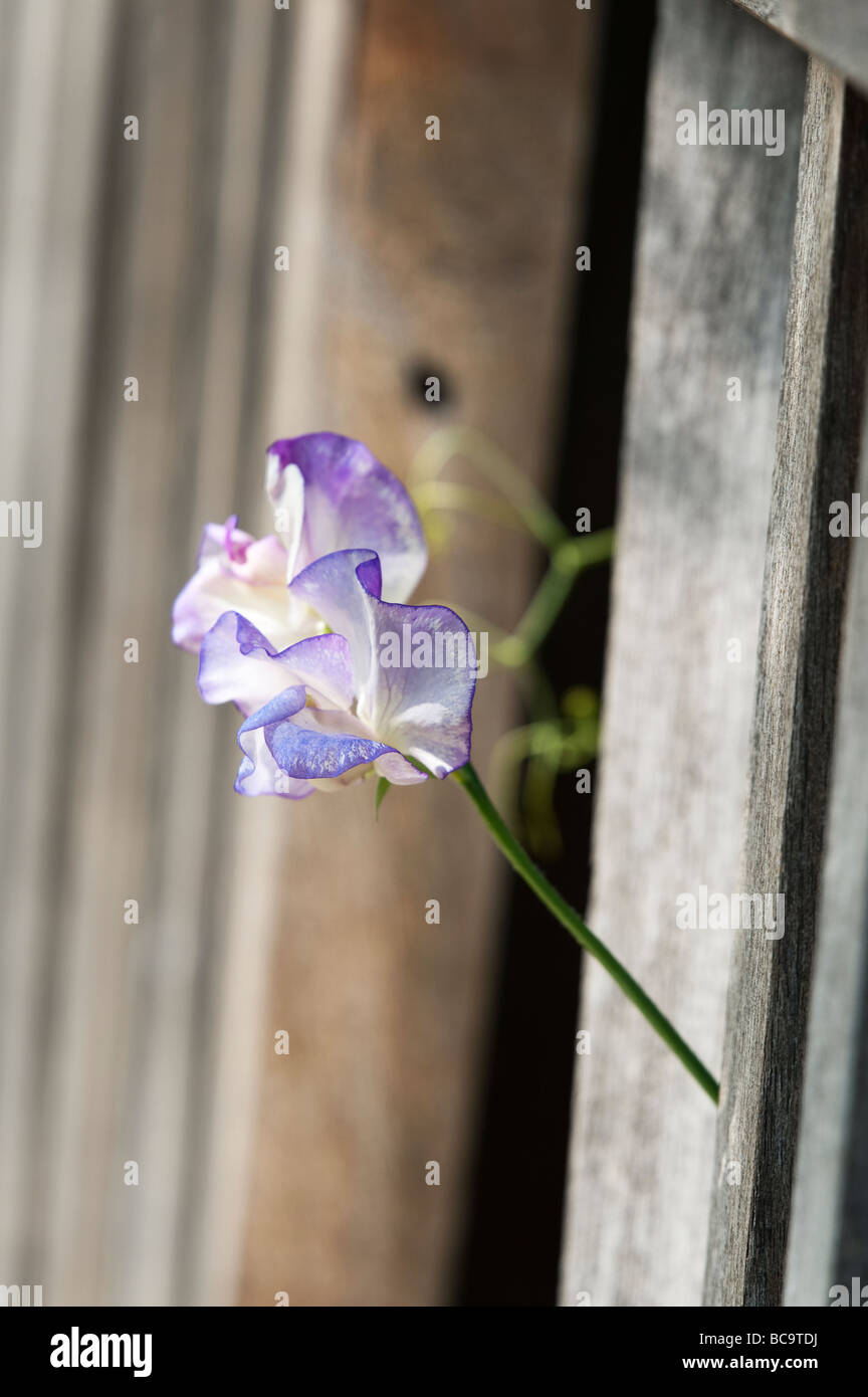 Platterbse man. Sweet Pea "Blaue Welle" Blumen stossen durch eine Gartenbank Stockfoto