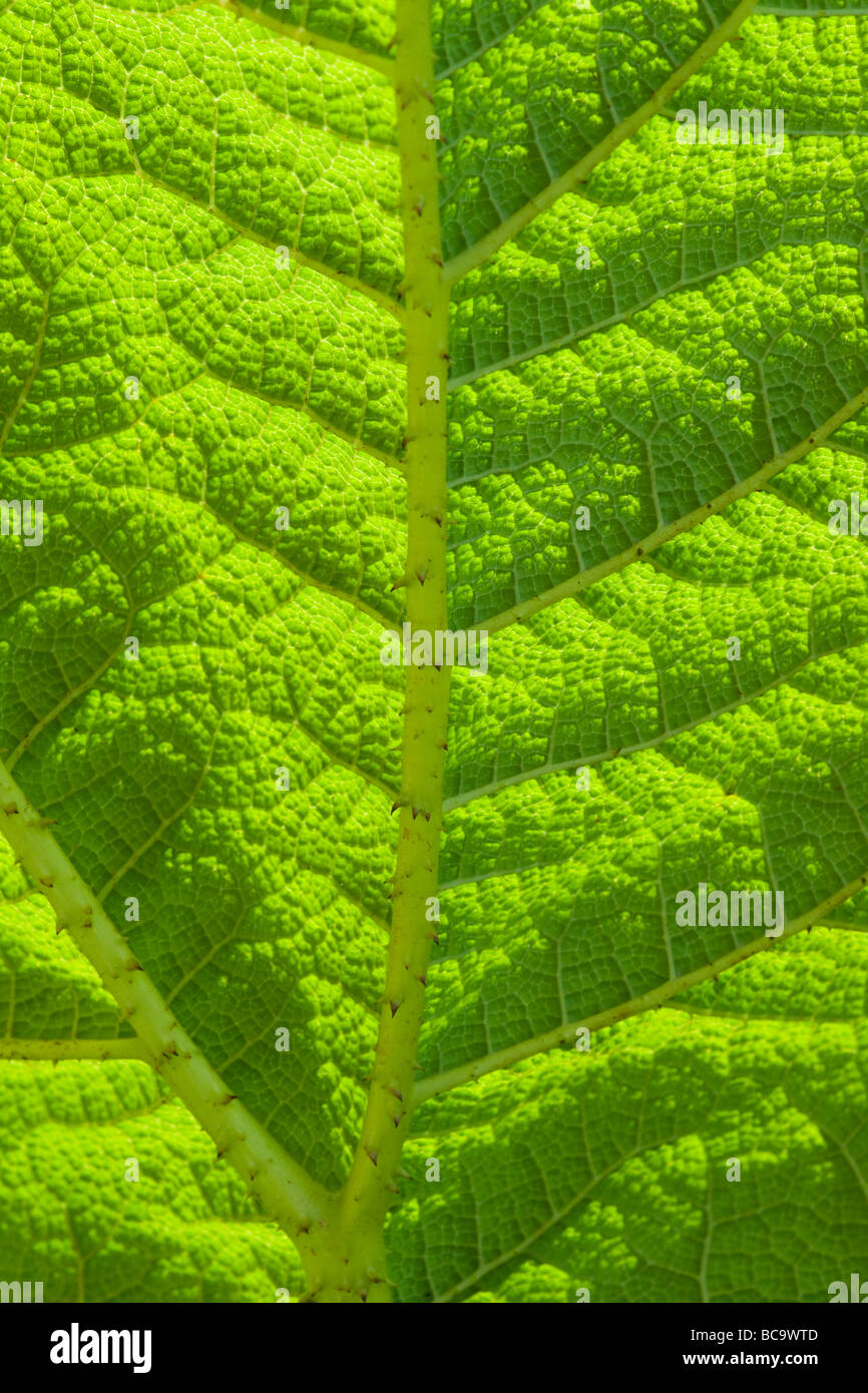 Gunnera Manicata Flügel schließen oben und von hinten beleuchtet Stockfoto