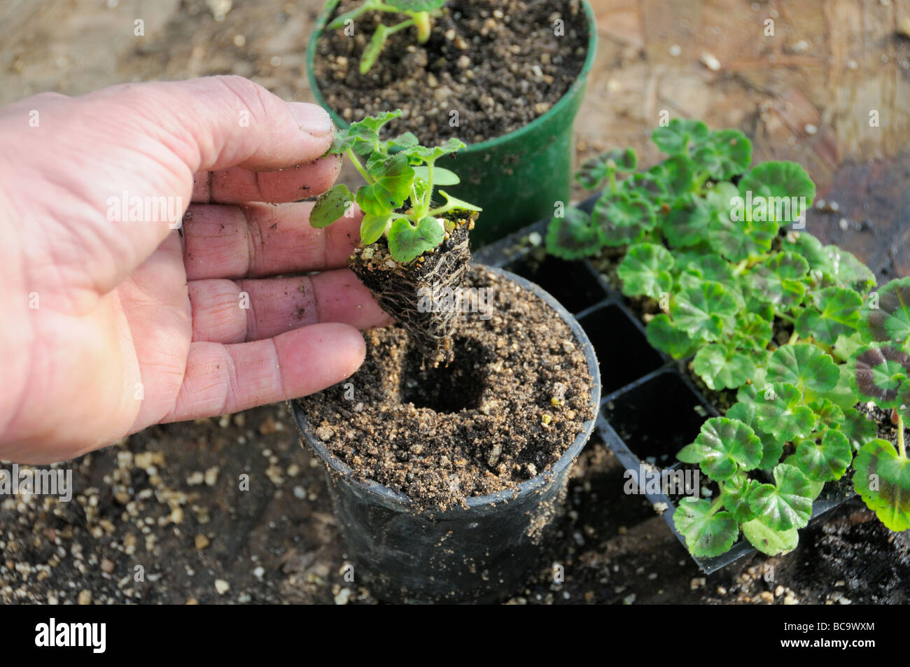 Blumenerde auf Baumschule gekauft Stecker Pflanze Geranien Hand hält gesunde Pflanze UK März Stockfoto