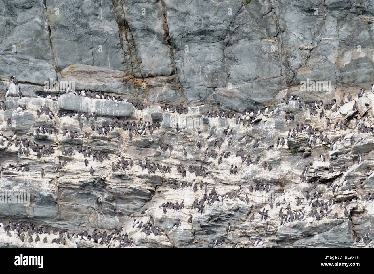 Guillemot Uria Aalge Verschachtelung Kolonie auf den Klippen am South Stack RSPB reserve Anglesey Wales UK Mai Stockfoto
