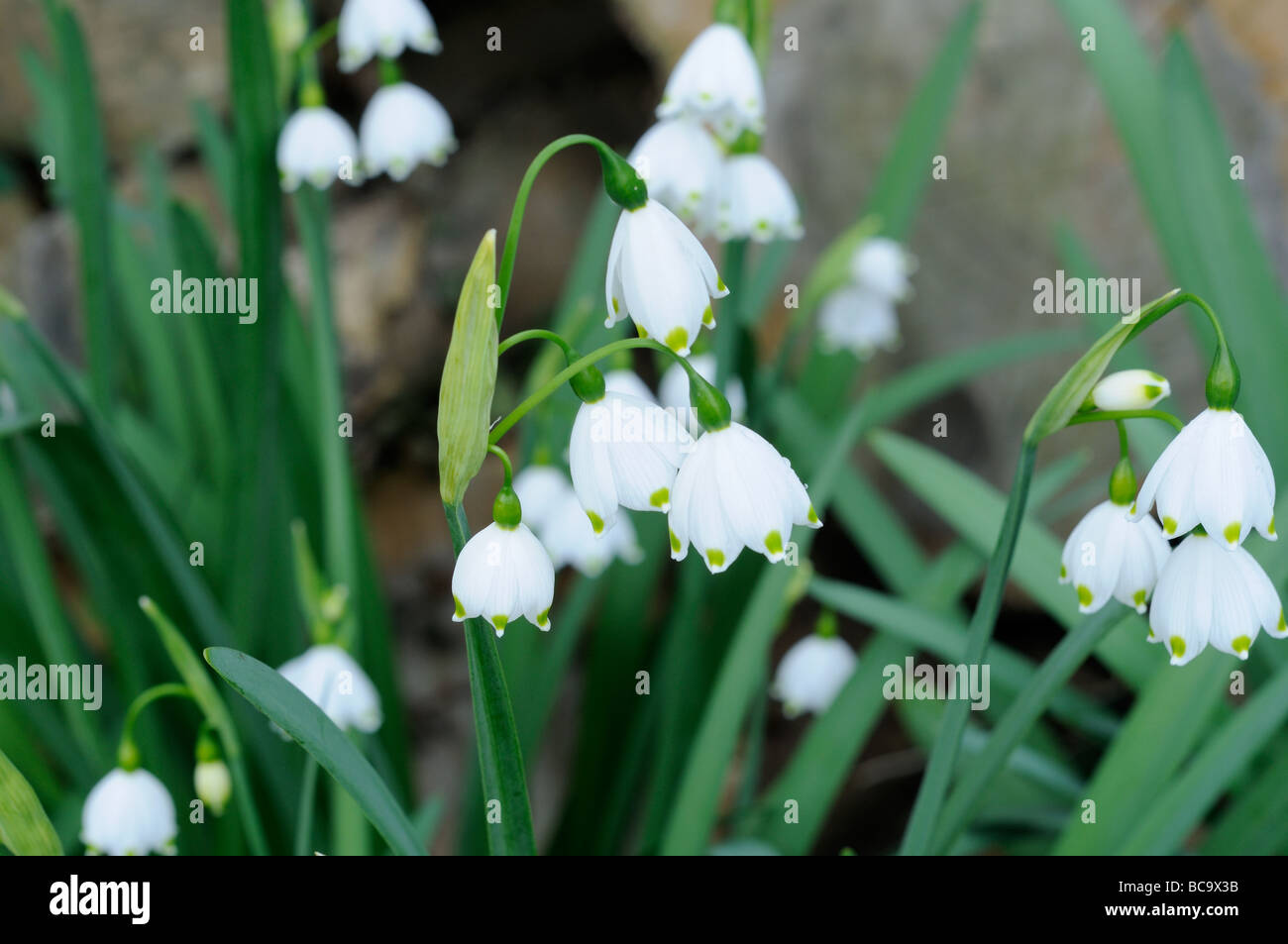 Sommer-Schneeflocke Leucojum Aestivum Nahaufnahme von Blütenköpfchen UK April Stockfoto