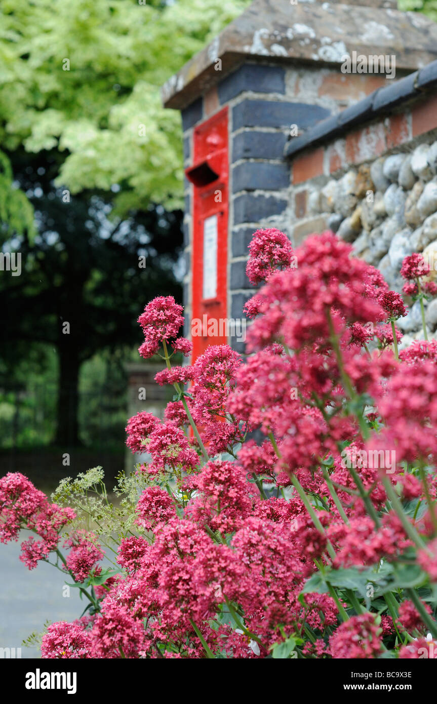 Traditionelles Dorf Briefkasten mit am Straßenrand Red Valerian im Vordergrund Norfolk UK Juni Stockfoto